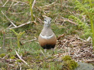 A Dotterel bird (Eudromias morinellus) in the British countryside