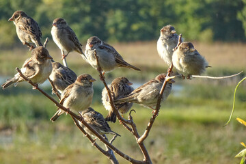 8 Sparrows Huddled Together Look in the Same Direction Perched on a Single Branch