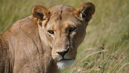 lion cub in the savannah