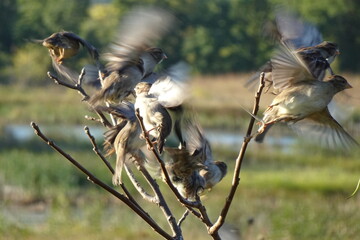 8 Sparrows Huddled Together Look in the Same Direction Perched on a Single Branch