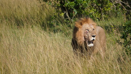 lion in the savannah