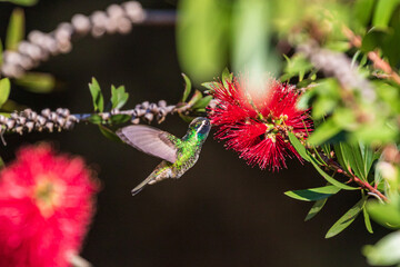 little hummingbird sipping on a red flower