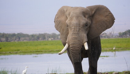 Fototapeta na wymiar face of an elephant