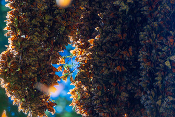 bunch of monarch  butterfly on a tree