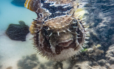 Puffer fish in corral reef in Indian Ocean. Watamu, Kenya.