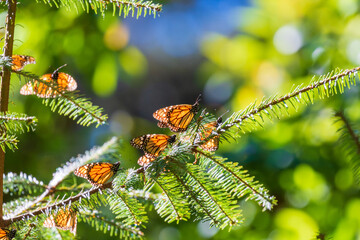 Monarch butterflies in the winter refuge at Mexico