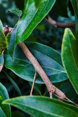 Cinnamon Stick Bark and Leaves in Botanical Garden