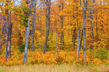 Autumn Splendor in Temperate Woodland: Vibrant Fall Foliage and Birch Trees