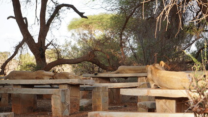 lions have taken over a picnic site