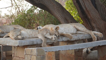 lions sleeping on a picnic table