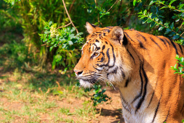 Tiger portrait looking at left side
