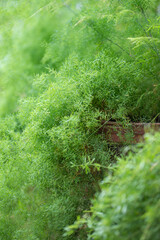 Foxtail asparagus fern plant in pot at home garden, selective soft focus. Lush Asparagus...
