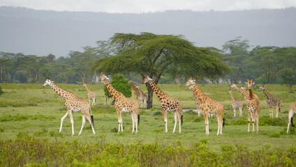 herd of giraffes
