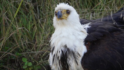 golden eagle portrait