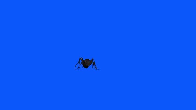 3D Ant Insect walking and approaching from a distance animation with front view on alpha matte, 4k little ant Insect running render on a blue background, Included at the end of the clip alpha channel