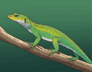 Illustration of Japanese native Miyako grass lizard