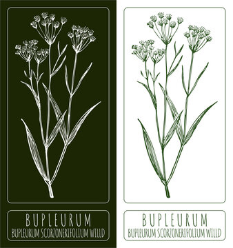Drawing Bupleurum. Hand drawn illustration. The Latin name is Bupleurum scorzonerifolium.