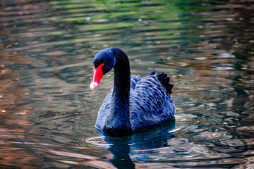 Fototapeta premium Trauerschwan im Wasser