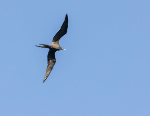 Magnificent Frigatebird flying in blue sky in Costa Rica