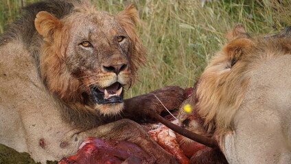 lions feeding