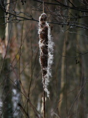 pałka wodna © tomo81