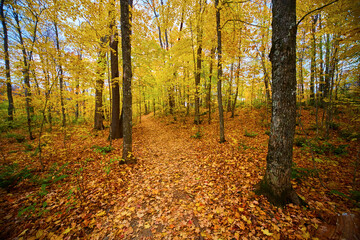 Autumn Forest Path in Peak Fall, L'Anse Township Michigan