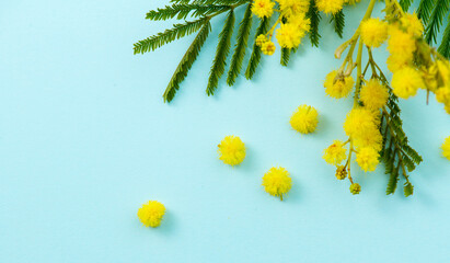 Mimosa spring flowers branch border design over blue background, top view. Bouquet of beautiful yellow fresh mimosa. Easter, Mother's Day holiday greeting card