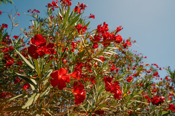 Bright red oleander flowers close up on the sun