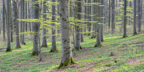 Panorama of natural beech forest in early spring with first green leaves - 741941415