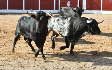 spanish bull with big horns in the bullring
