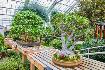 Bonsai Mastery in Serene Greenhouse Setting