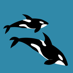 Killer whale illustration, vector, orca, Delphinidae, Odonceti