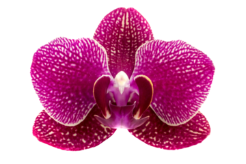 Orchid Flower Isolated On White Background