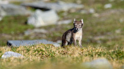 Obraz premium Wild Arctic fox (Vulpes lagopus) in Dovre mountains, Norway