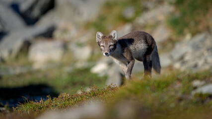 Obraz premium Wild Arctic fox (Vulpes lagopus) in Dovre mountains, Norway