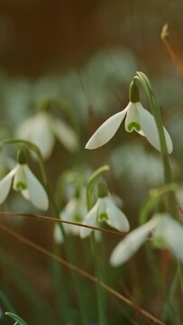 First beautiful snowdrops in spring forest. Galanthus nivalis blooming. Vertical video