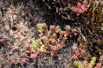 White stonecrop (sedum album) flowers emerging into bloom