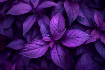 deep purple leaves