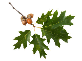 Oak branch with acorns and leaves isolated on white background © Sergey Chayko
