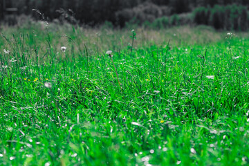 A lush green field with a blurred background.
