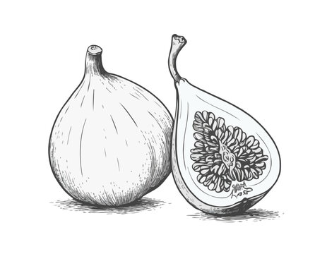 black and white fig fruit drawing clip art preview