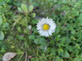 A white and yellow flower