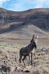 Grey donkey and rocky volcanic landscape of south part of Fuerteventura island, farming on Canary islands, Spain