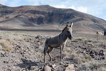 Grey donkey and rocky volcanic landscape of south part of Fuerteventura island, farming on Canary islands, Spain