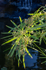 Ancient flora, green papyrus plant growing in water