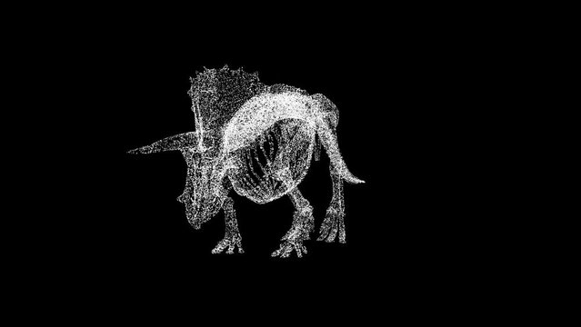 3D Dinosaur skeleton rotates on black background. Archaeological concept. Prehistoric Animals. Business advertising backdrop. For title, text, presentation. 3d animation 60 FPS