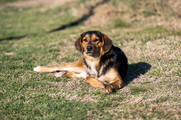 A street dog or a stray dog ​​lies on the grass and poses for the photographer. The dog is basking in the sun. A beautiful domestic dog is lying in the grass.	