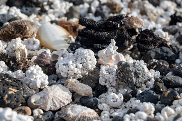 White popcorn shaped white corals and sea shells on beach in Corralejo, Fuerteventura, Canary islands, Spain, travel destination