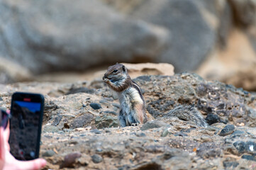Chipmunk or barbary ground squirrel animal sits on dark lava stones in sun lights on Fuerteventura, Canary Islands, Spain