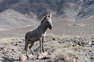 Grey donkey and rocky volcanic landscape of south part of Fuerteventura island, farming on Canary...